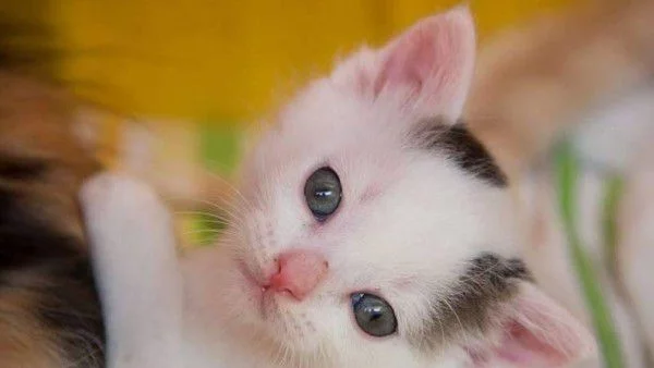 5 котета си търсят дом