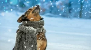 5 причини да се радваме, че вали сняг