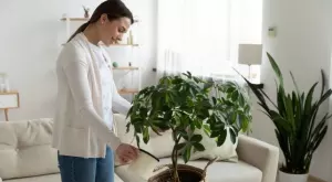 6 растения, които не обичат честото поливане 