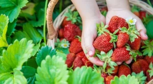 Ако полеете ягодите с мляко, цяло лято ще берете едри и сочни плодове