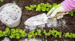 Топ методи за употребата на пепел, на които градинарите разчитат