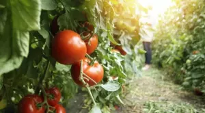 Грешките при поливане на доматите, които съсипват реколтата
