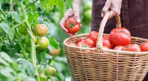 Тайните на опитните градинари за богата реколта от месести домати 