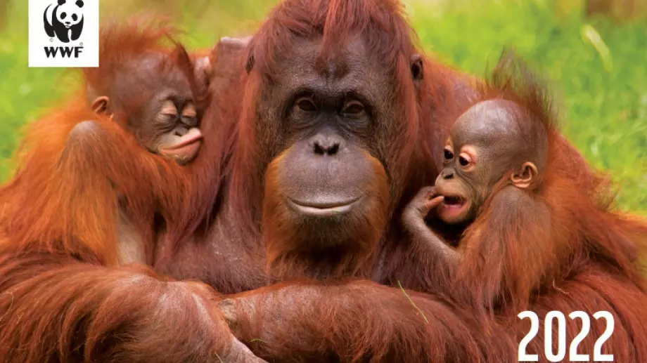 Станете благодетел и получете подарък от WWF