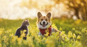 7 ползи от храната за кучета и котки Royal Canin