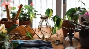 5 растения, които растат и цъфтят във вода, без почва