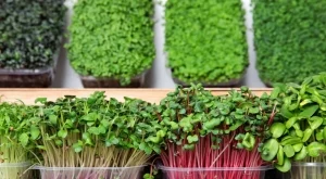 Суперхраните в мини формат: Тайната мощ на микрорастенията